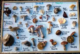 9 Wild Mushroom Chart Wild Mushroom Chart Www