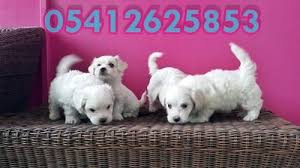 Maltese Terrier Yavrulari 05412625843