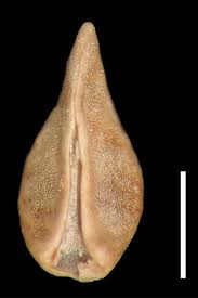 Image result for Scythris crypta