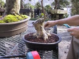 Crape myrtles are originally natives of china and india. What Is Crepe Myrtle Bonsai Care Guide Youtube