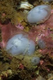 Image result for Galeomma