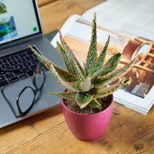 Image result for Aloe zebrina