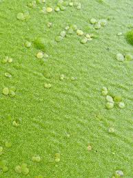 Image result for Wolffia arrhiza