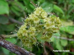 Image result for Pisonia aculeata