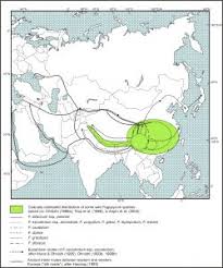 Image result for Fagopyrum snowdenii