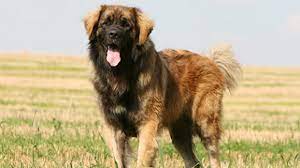30 july at 21:06 ·. Leonberger Darum Ist Er Der Ideale Familienhund Herz Fuer Tiere De