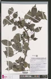 Image result for Cremaspora