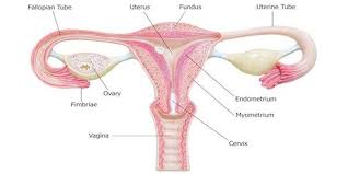 But that's only because many of us where taught that our vulvas (note: Bacteria Found In Women S Upper Reproductive Tracts The Scientist Magazine
