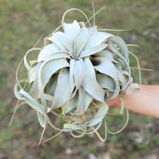 Image result for Xerophyta argentea