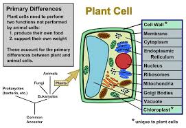 Plant Cells Vs Animal Cells With Diagrams Animal Cell Plant Cell Diagram Plant And Animal Cells