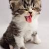 Find & download the most popular cute kitten photos on freepik free for commercial use high quality images over 6 million stock photos. 1