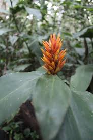 Image result for Renealmia