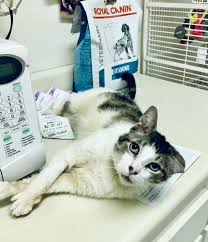 3,778 likes · 225 talking about this · 68 were here. Cat For Adoption Happy Go Lucky Nyc A Domestic Medium Hair In New York Ny Petfinder