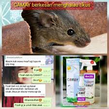 Tikus merupakan sejenis binantang yang bukan sahaja kotor dan cukup menggelikan, tetapi juga terdapat cara dan petua tradisional yang boleh diguna pakai untuk menghalau tikus dari rumah. Petua Nak Halau Tikus Paling Camay By Malaghazali Facebook