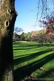 cornwall park one tree hill auckland one tree hill tree auckland