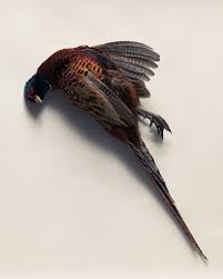 Pretty Dead Birds Animal Skulls Bird Art Beautiful Birds