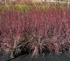 Image result for Schizachyrium