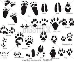 Draw four small ovals above the curved shape, indicating the toe or digital prints. Animal Paw Print Chart Bumba