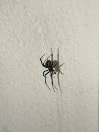 First of all you must identify the spider. Black Widow Found In My Garage How To Get Rid Of It Spiders