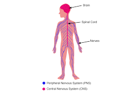 3 mi) northeast of the central business district of pensacola, in escambia county, florida, united states. The Peripheral Nervous System Is External To Cns