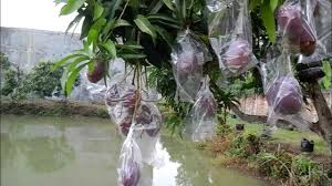 Cara mengatasi jambu kristal busuk : Agar Bunga Tidak Rontok Youtube
