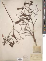 Image result for Stereospermum kunthianum