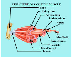 Vascular smooth muscle cells (vsmcs) are the stromal cells of the vascular wall and are responsible for regulating arterial tone, blood pressure, and blood supply of the tissues. Which Of The Following Is Multinucleated A Nervous Class 11 Biology Cbse