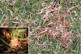 Grass Disease Identification Anco Turf