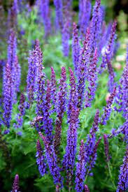Salvia X Sylvestris Mainacht May Night Salvia Flowers Perennials Salvia
