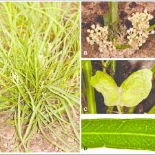 Image result for Atalaya alata