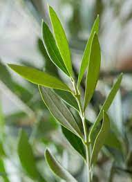 オリーブの木 室内と地植えの育て方と剪定 おすすめ品種もご紹介 オリーブの木 観葉植物 オリーブ