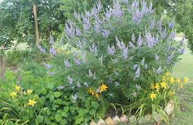 Image result for Vitex franceseana