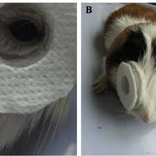 Baiting traps to lure and kill rats is something most folks are familiar with. Pdf Riboflavin And Ultraviolet A Irradiation For The Prevention Of Progressive Myopia In A Guinea Pig Model
