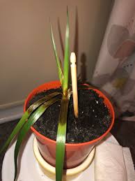 Check spelling or type a new query. Overwatered Yucca Cutting Is There A Way To Save It My Family Didn T Realise It Doesn T Need A Lot Of Water So They Watered It Too Much I Ve Drained As Much