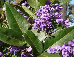 Image result for Hardenbergia comptoniana