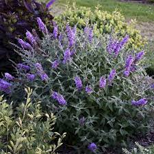 Walters Gardens Variety Buddleia Lavender Cupcake Lavender Cupcakes Plants Pollinator Garden