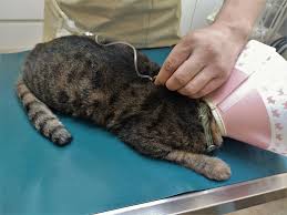 猫の腎臓病、週１回の皮下輸液で食欲が復活！