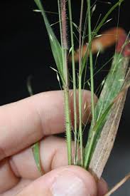 Image result for Panicum funaense