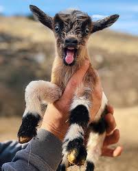 15 Adorabaaal Small Goats That Totally Rock Our Haaarts Love With Animals Cute Funny Animals Cute Baby Animals Funny Animals