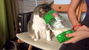 Why do cats like yogurt? Can Cats Eat Coconut How About Coconut Oil