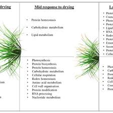 Image result for Xerophyta schlechteri