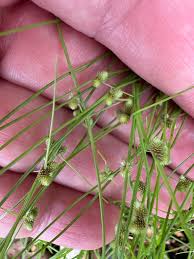 Image result for Lipocarpha micrantha