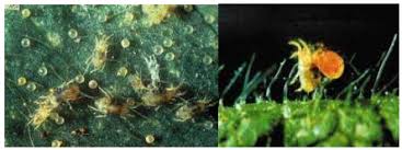 Συνεχίζεται η προσβολή από τον Tετράνυχο στις καρπουζιές ...