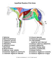 choosing a stretch for your horse stretch your horse