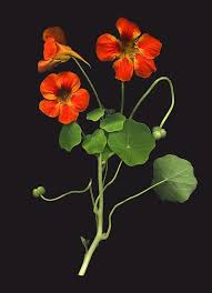 Nasturtium By Barbara Wyeth Nasturtium Flowers Photography Flower Painting