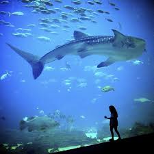 The Accidental Tour Guide Georgia Aquarium Places To Go Florida Travel