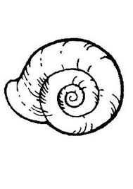 The following set of seashell coloring pages display various kinds of seashells including clam shells, blowing shells, and shells with snails, helping your child understand this lovely creation of mother nature. Free Printable Seashell Coloring Pages For Kids Free Coloring Library