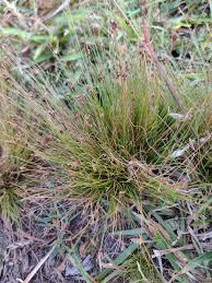 Image result for Bulbostylis megastachys