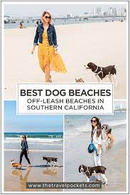 The 6 Best Off Leash Dog Beaches In Southern California Travel Pockets