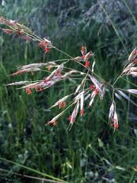 Image result for Aristida stipoides